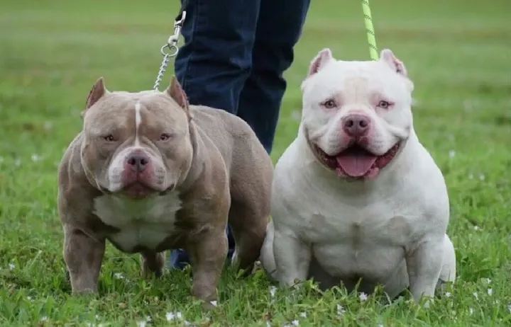 Miniature Pitbull A Small Dog with a Big Heart