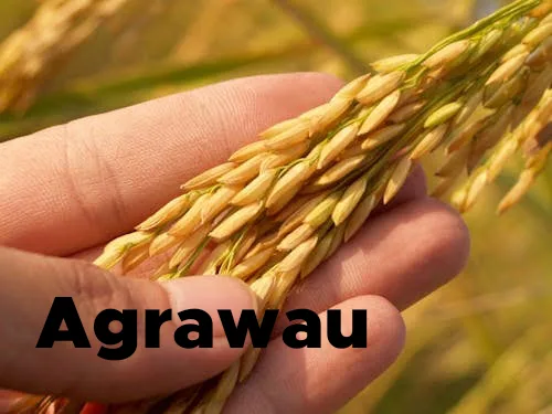 Agrawau: A Journey into Tradition, Culture, and Heritage